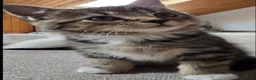 Mixed Breed cats for sale: Little kittens - Advert 2