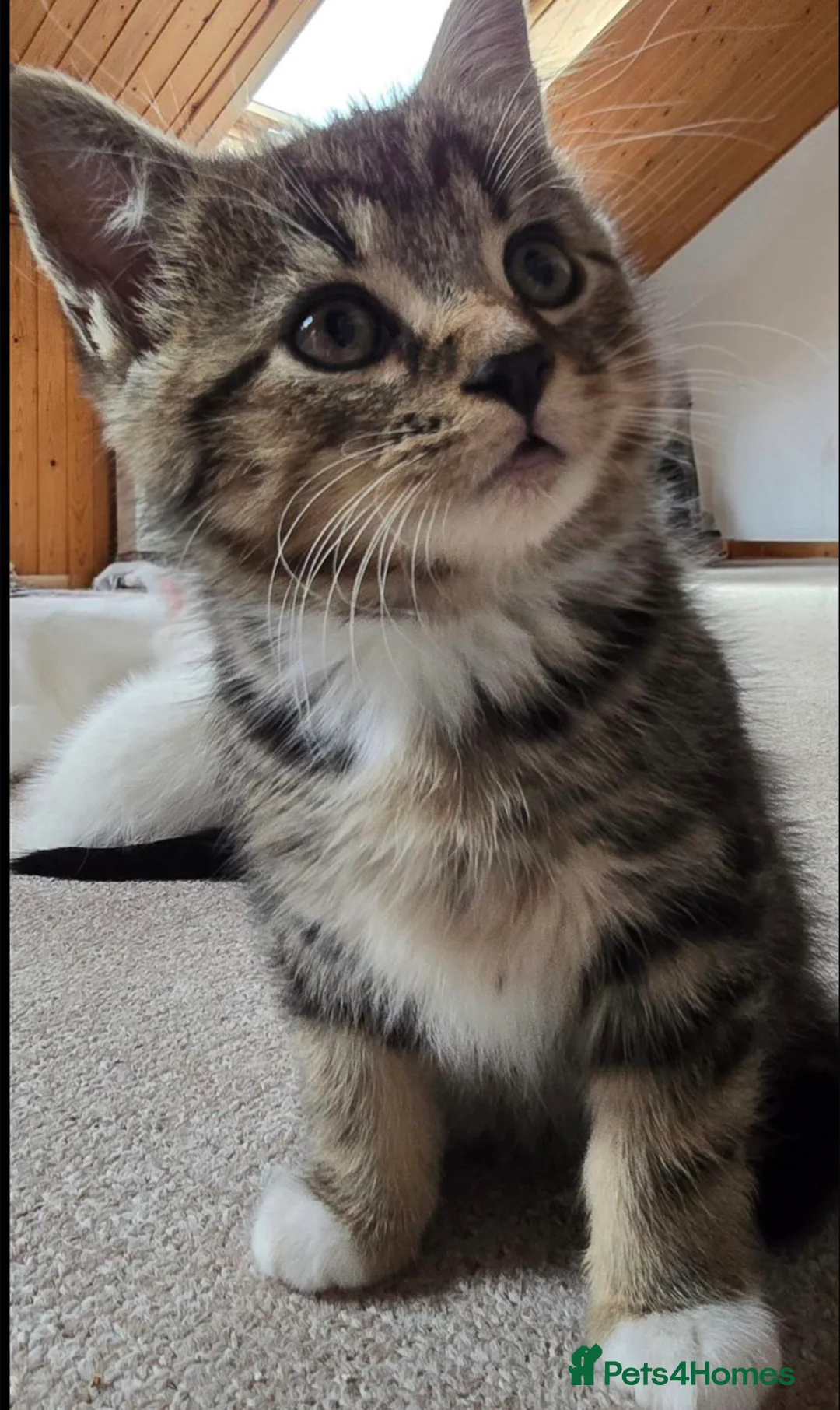 Mixed Breed cats for sale: Little kittens - Advert 2
