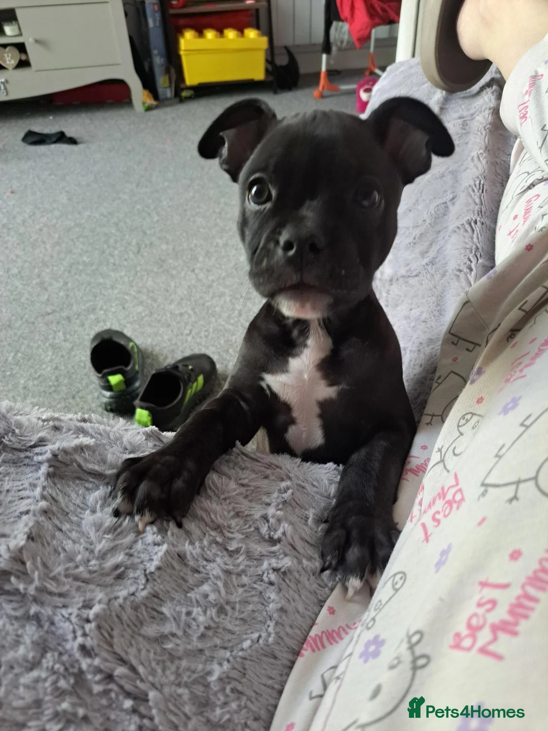 Staffordshire Bull Terrier dogs for sale: Last female staffy - Advert 1