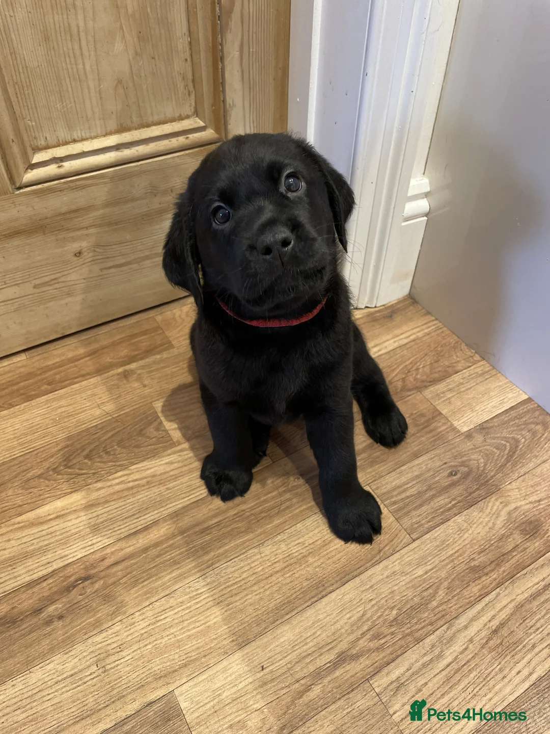 Labrador Retriever dogs for sale: Beautiful KC registered Black lab puppy - last boy - Advert 12