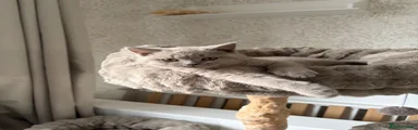 British Shorthair 1