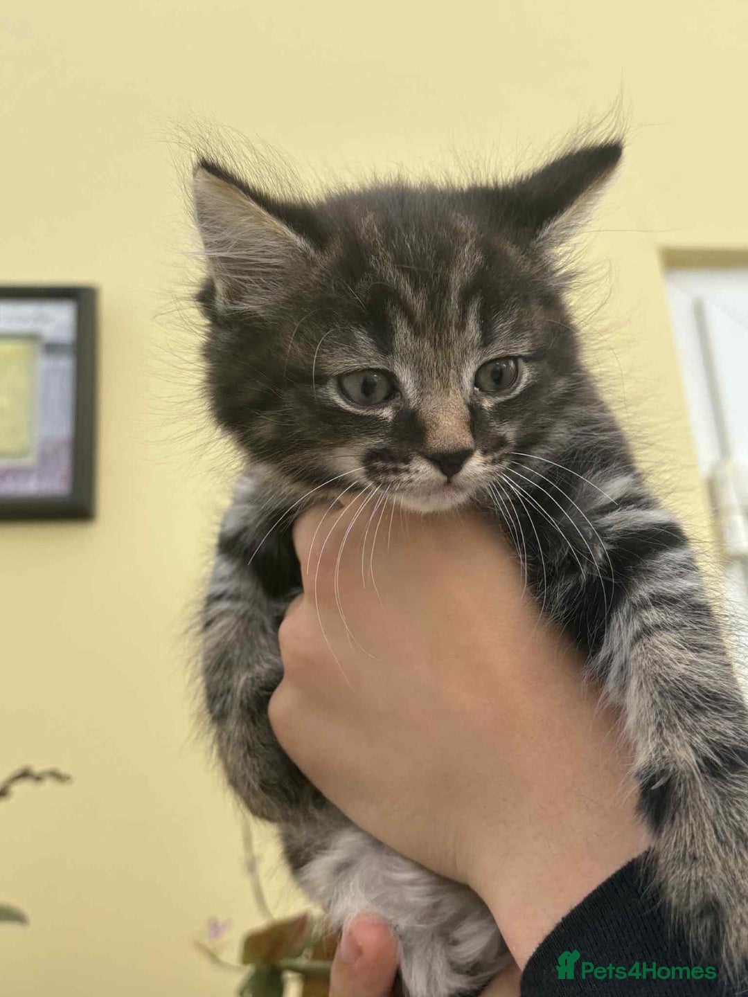 Maine Coon cats for sale: Maine coon cross kittens  - Image 13