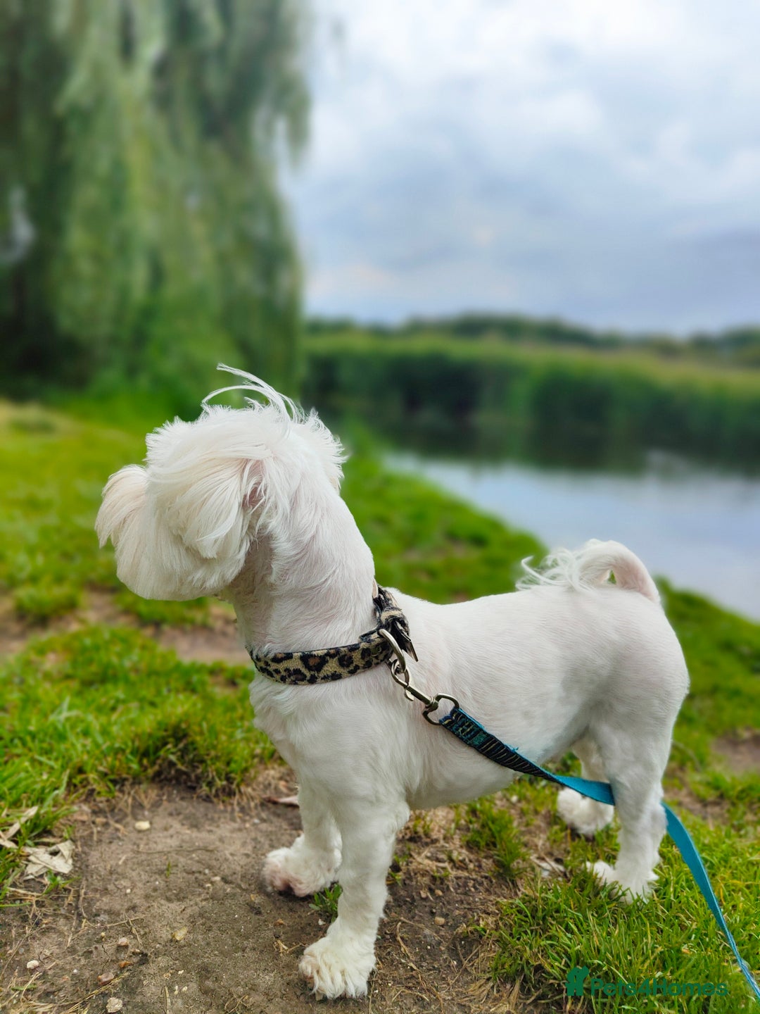 Maltipoo dogs for sale: F1 Tiny Maltipoo Puppies  - Advert 39