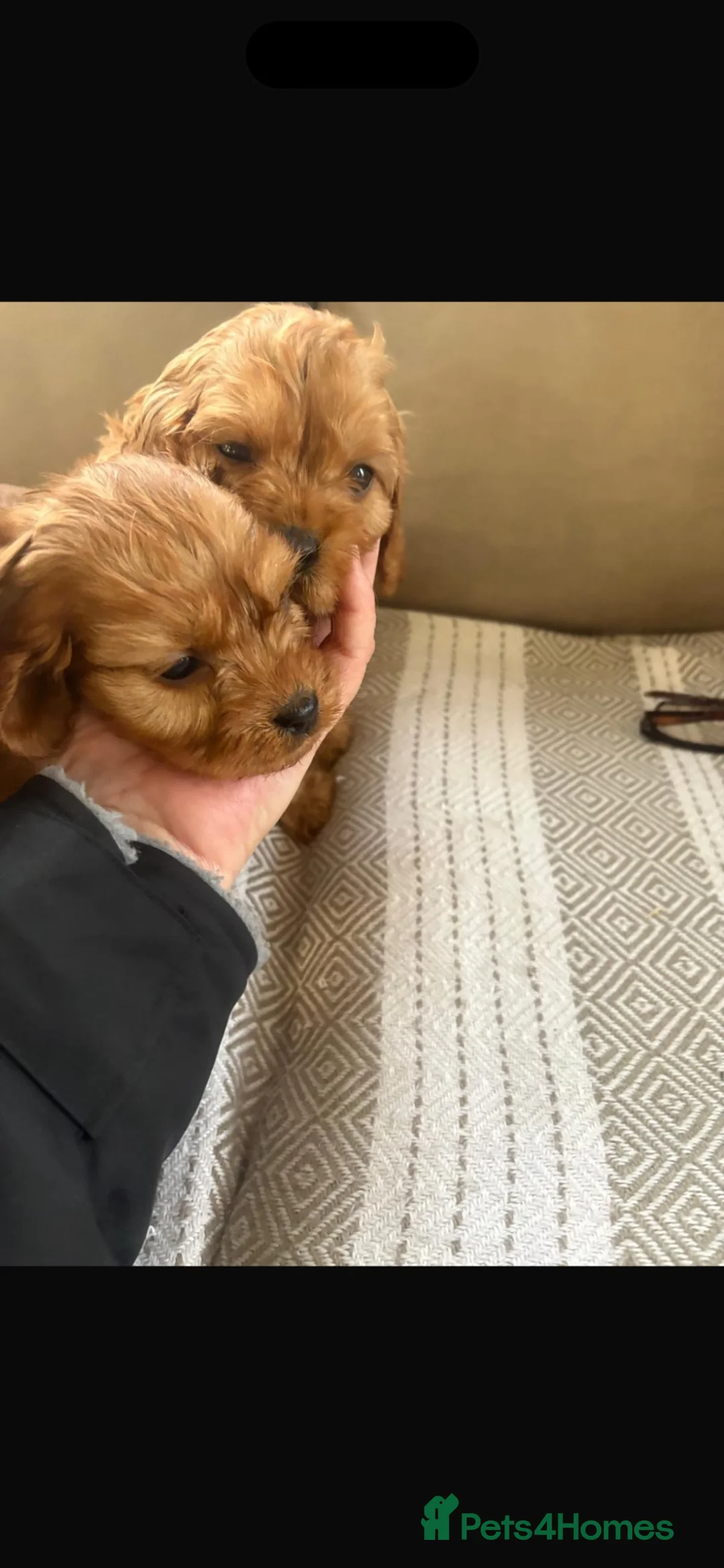 Cavalier King Charles Spaniel dogs for sale: King Charles carvlers  - Advert 5