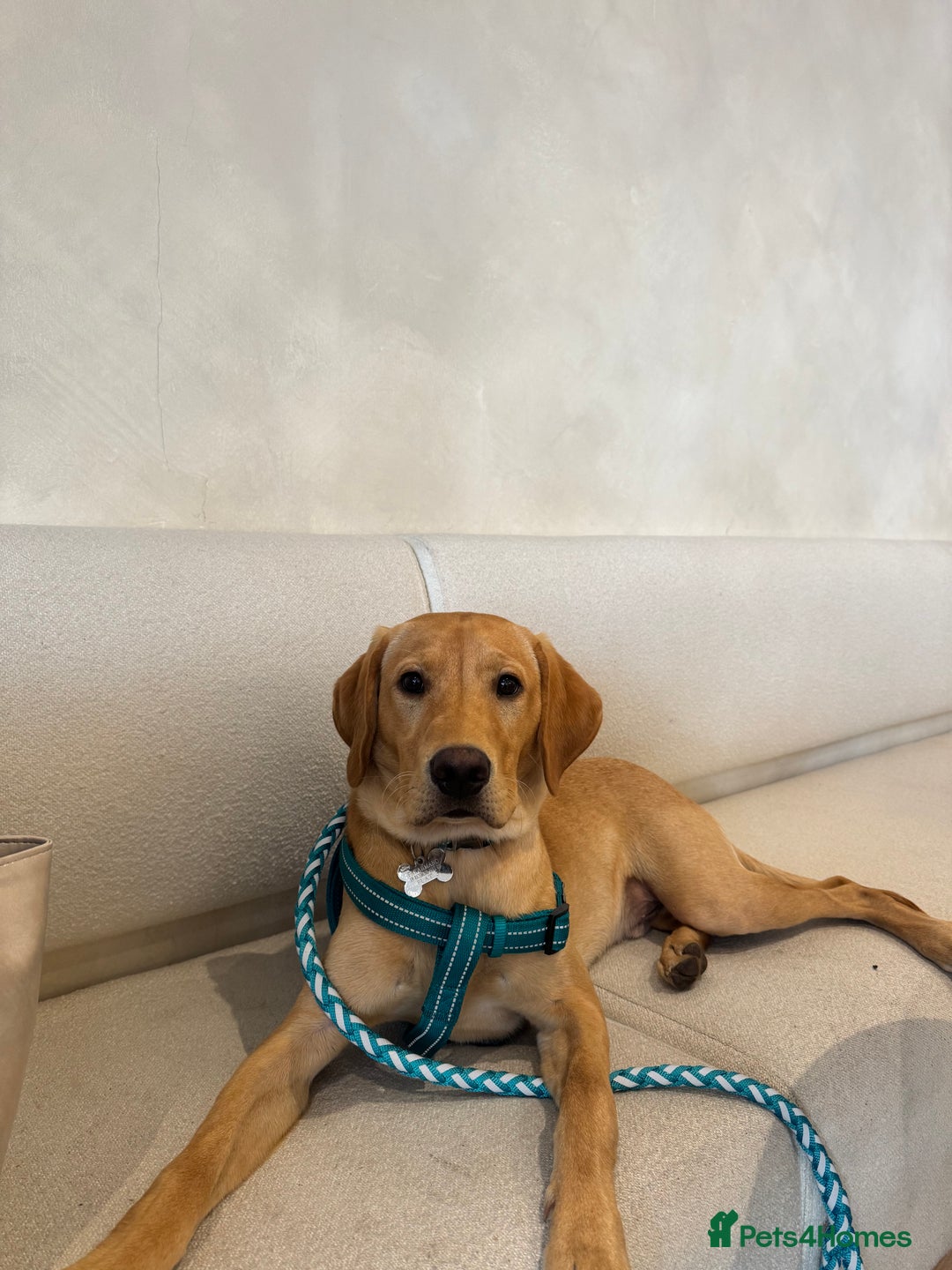 Labrador Retriever dogs for sale: Labrador  - Image 5