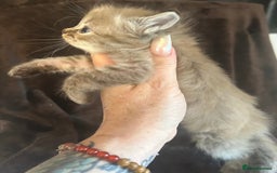 Ragdoll cats for sale: Beautiful ragdoll kittens  - Image 3