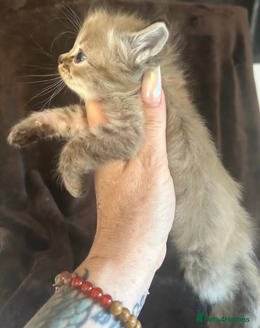 Ragdoll cats for sale: Beautiful ragdoll kittens  - Image 3