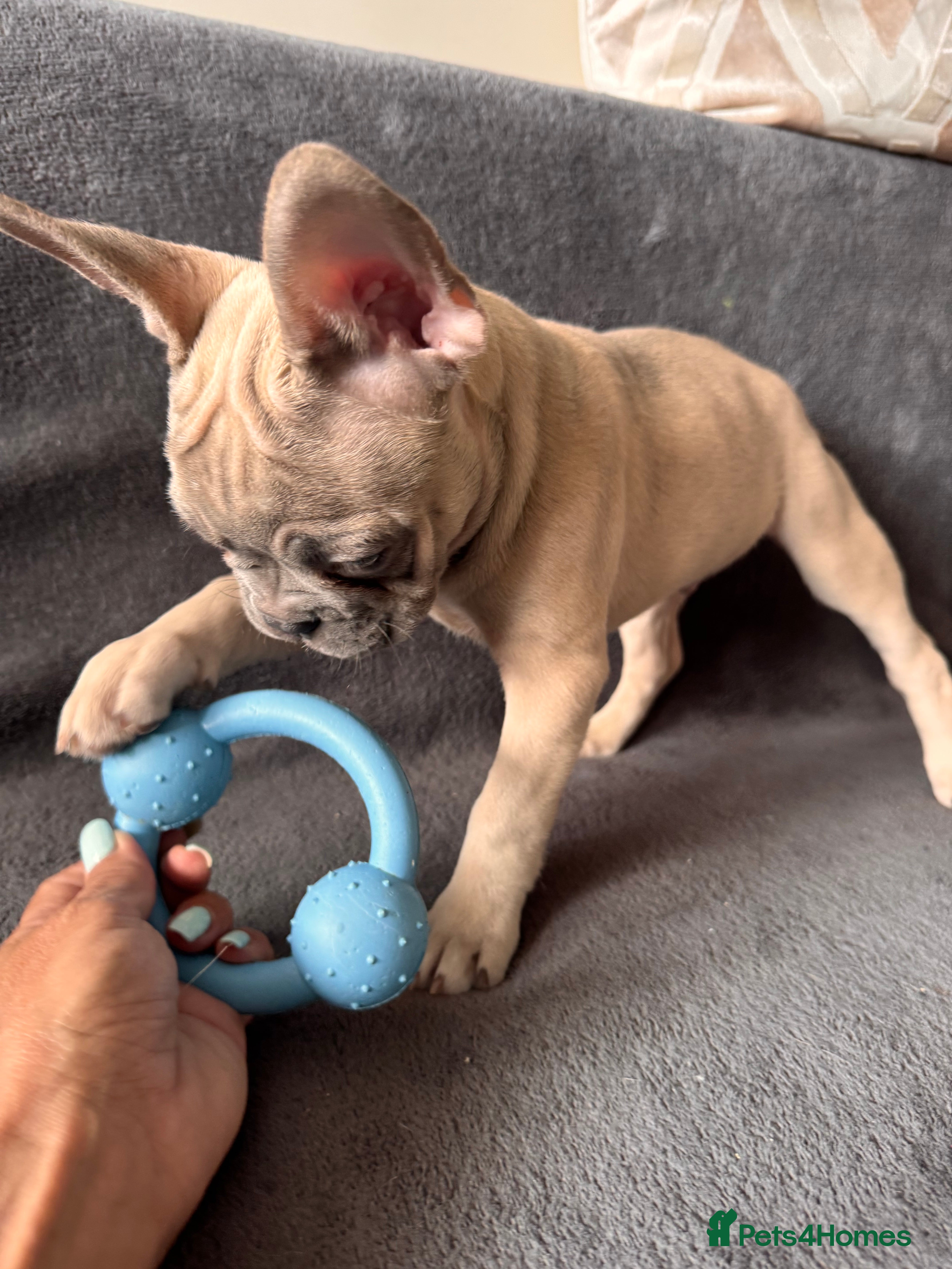 French Bulldog dogs KC Registered French Bulldogs Boys Ready Now - Advert 2