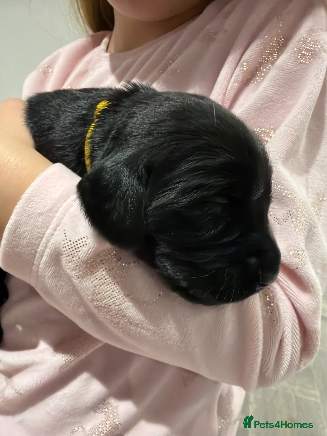 Cocker Spaniel dogs for sale: 🐾Show type cocker spaniel health tested puppies🐾 in King's Lynn - Advert 2