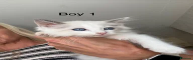 Ragdoll 1