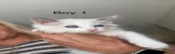 Ragdoll cats for sale: 3 x Bi colour Ragdolls. Ready now - Advert 3
