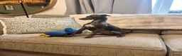 Italian Greyhound dogs for sale: Beautiful Italian Greyhound KC Puppy female  - Advert 8