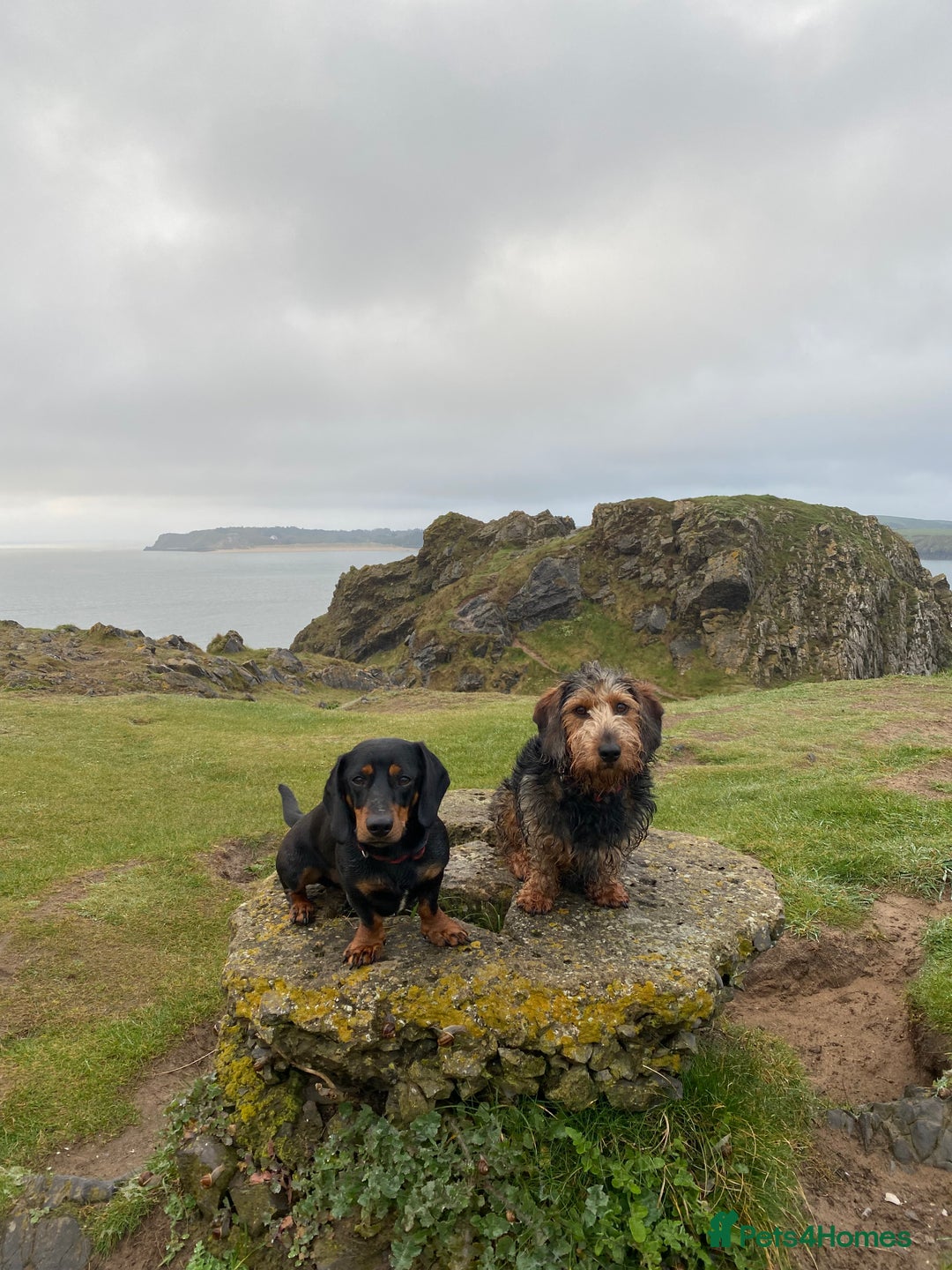 Dachshund dogs for sale: Dachshund  - Image 15
