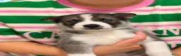 Shepsky dogs for sale: 7 beautiful shepskys - Advert 9