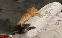 Mixed Breed cats for sale: 3 beautiful maincoon cross kittens  - Image 2