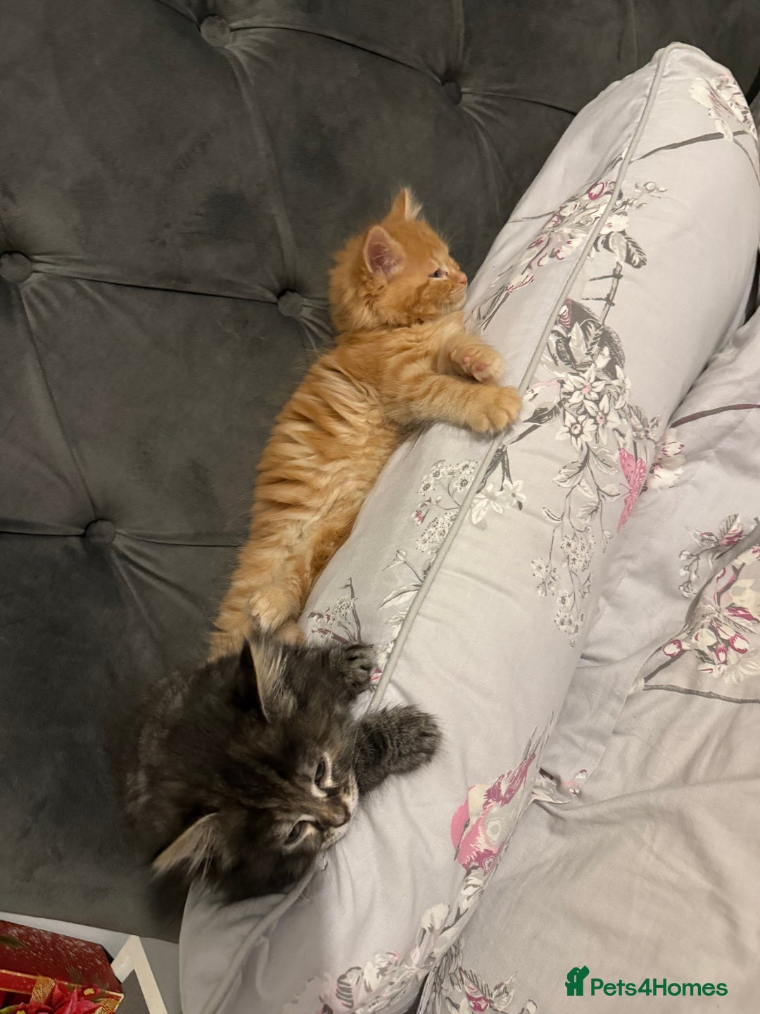 Mixed Breed cats for sale: 3 beautiful maincoon cross kittens  - Image 2