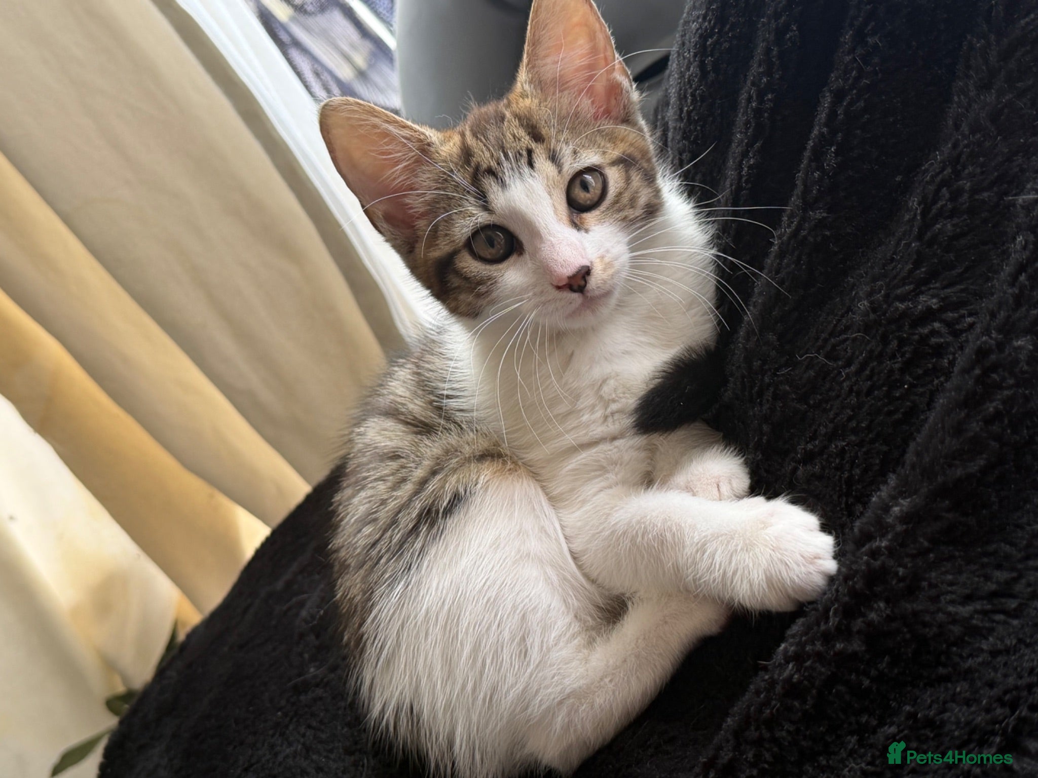 Mixed Breed cats 1 GIRL LEFT💛🐆 Bengal x British Short Hair 🐾 - Advert 1