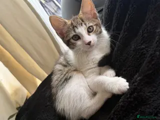 Mixed Breed cats 1 GIRL LEFT💛🐆 Bengal x British Short Hair 🐾 - Advert 1
