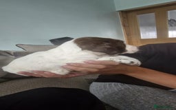 Sprocker dogs for sale: Sprocker puppies  - Image 6