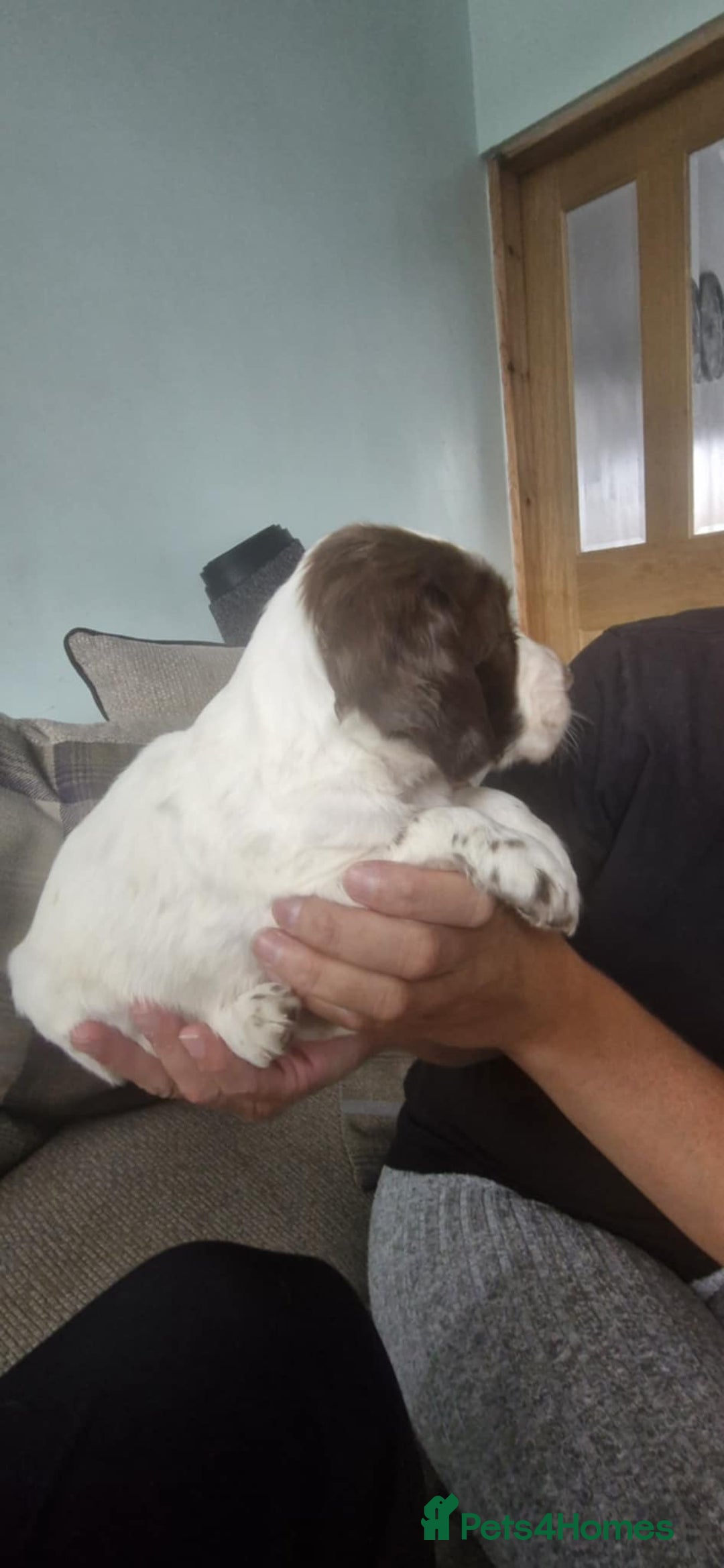 Sprocker dogs for sale: Sprocker puppies  - Image 6