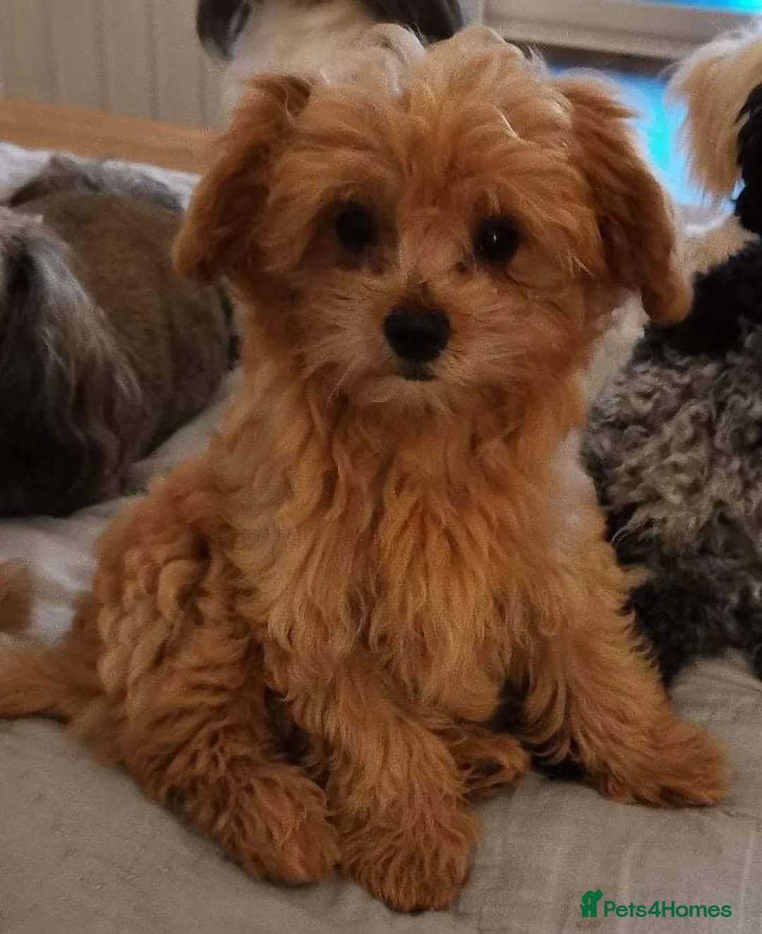 Gallery Image {{count}}