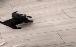 Mixed Breed dogs for sale: Cockapoo x cairn terrier - Image 4