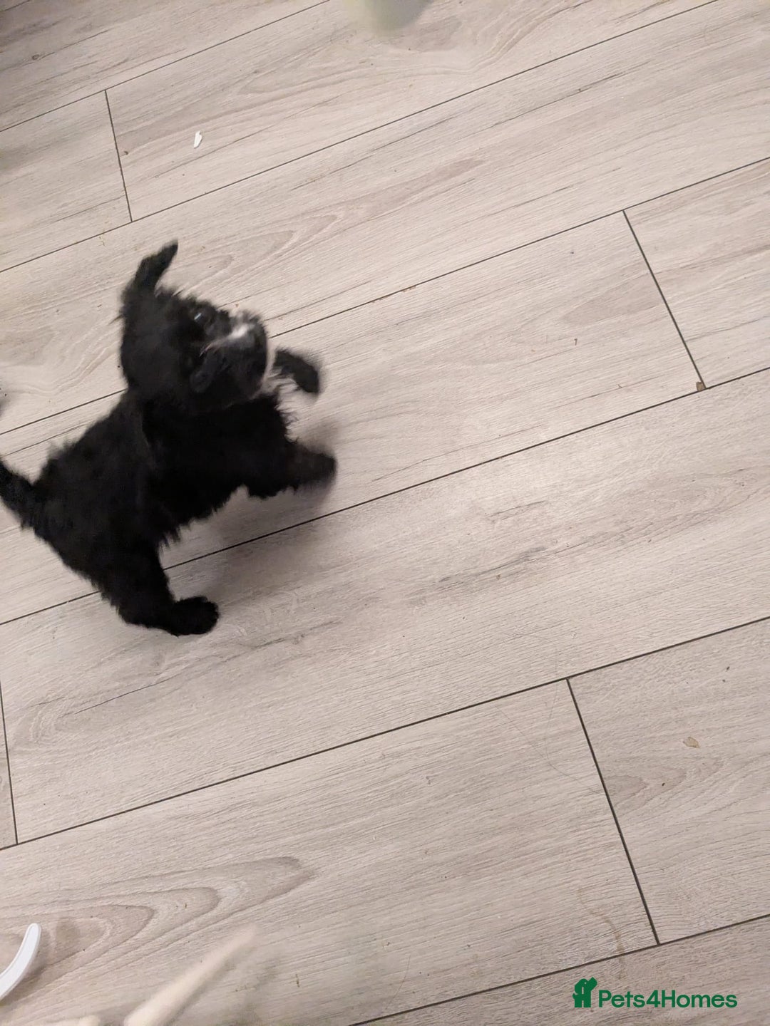 Mixed Breed dogs for sale: Cockapoo x cairn terrier - Image 4