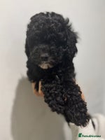 Cavapoo dogs - Advert 10