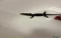 Monitor reptiles for sale: Baby Asian water monitor  - Image 5