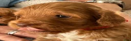 Cockapoo dogs for sale: Tiny Asian poodle cross pups teddy bear cute faces in Peacehaven - Advert 10