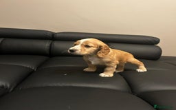 Cocker Spaniel dogs for sale: Healthy Cocker Spaniel puppies Working type  - Image 11