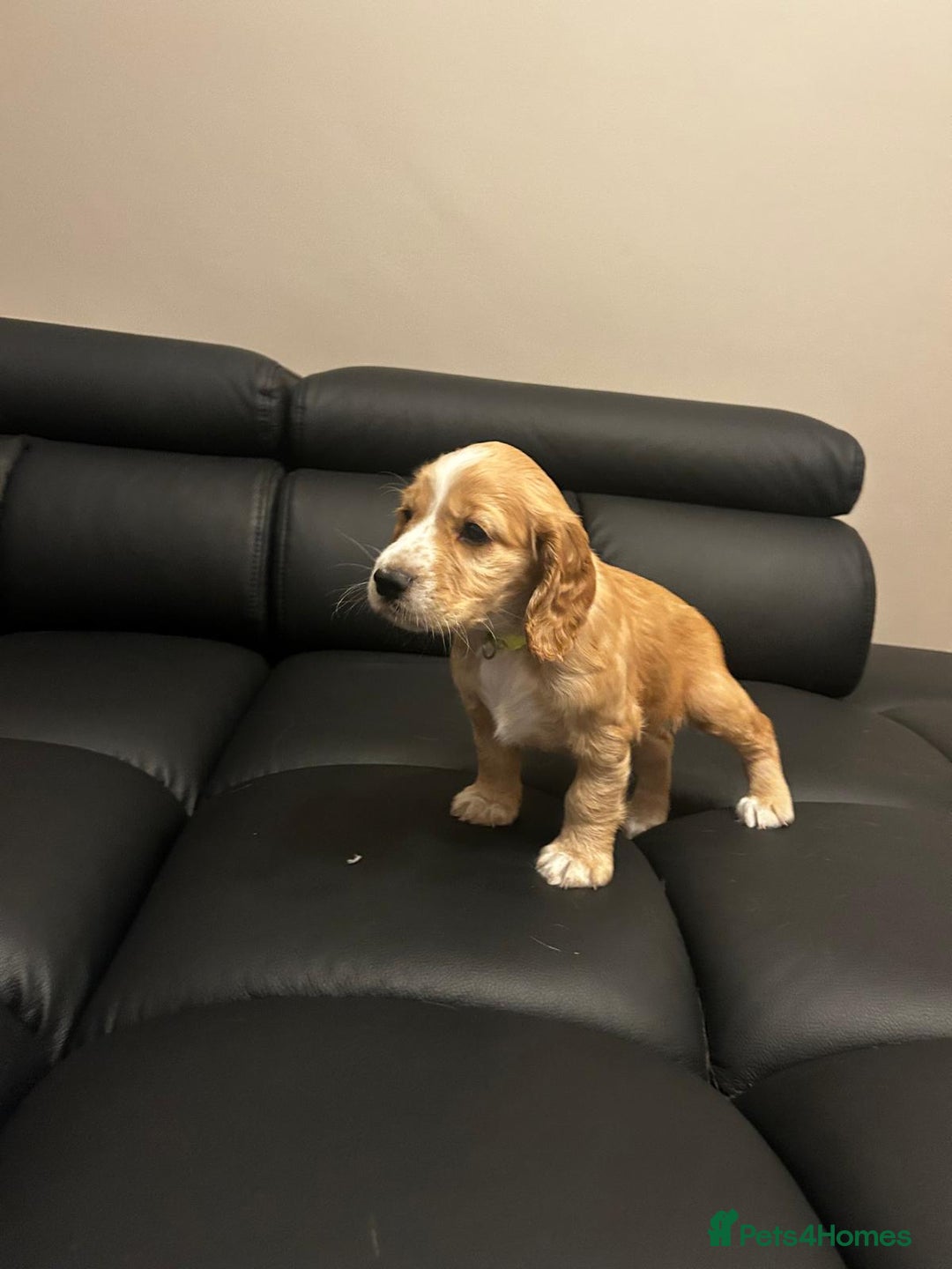 Cocker Spaniel dogs for sale: Healthy Cocker Spaniel puppies Working type  - Image 11