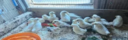 Chickens poultry for sale: 🐓 Serama Bantam Chickens 🐓 - Advert 4
