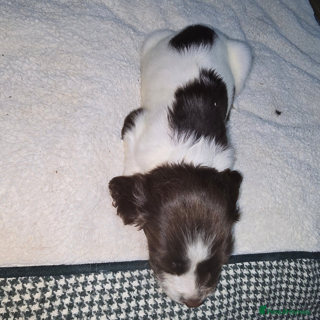 English Springer Spaniel dogs for sale: Stunning Pedigree Registered Pups - Image 36