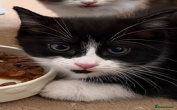 Ragdoll cats for sale: Beautiful Half Ragdoll Kittens - Image 4