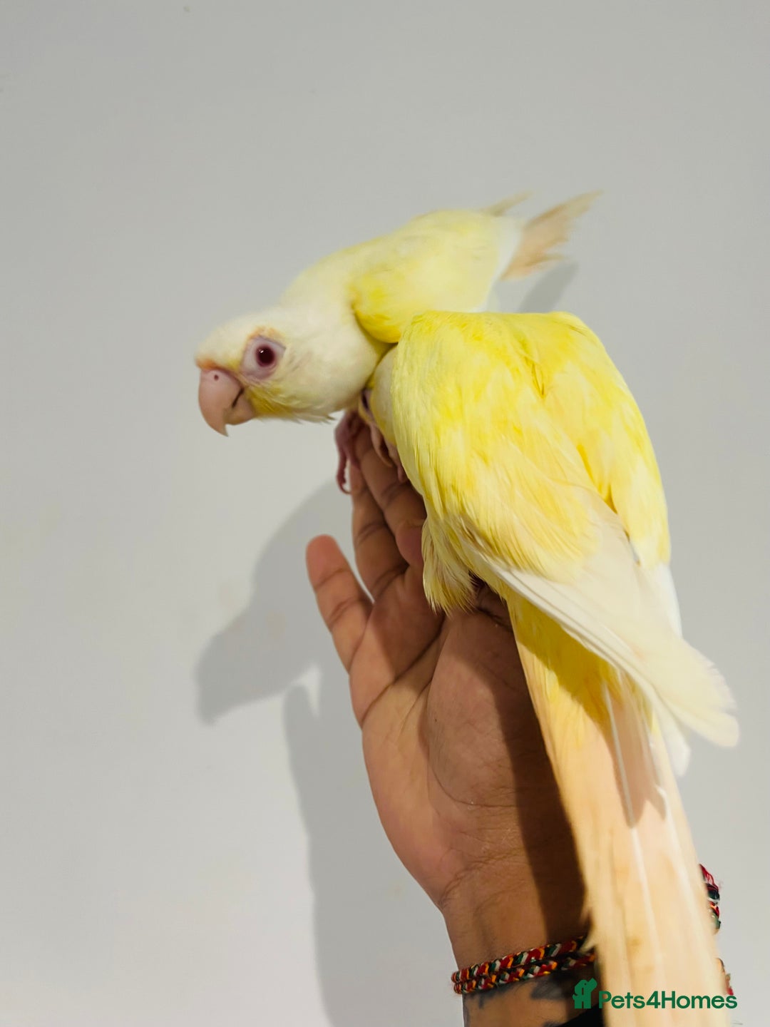 Conures birds for sale: Hand reared conures for sale - Image 5