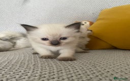 Ragdoll cats for sale: GCCF Ragdoll Kittens - Image 23