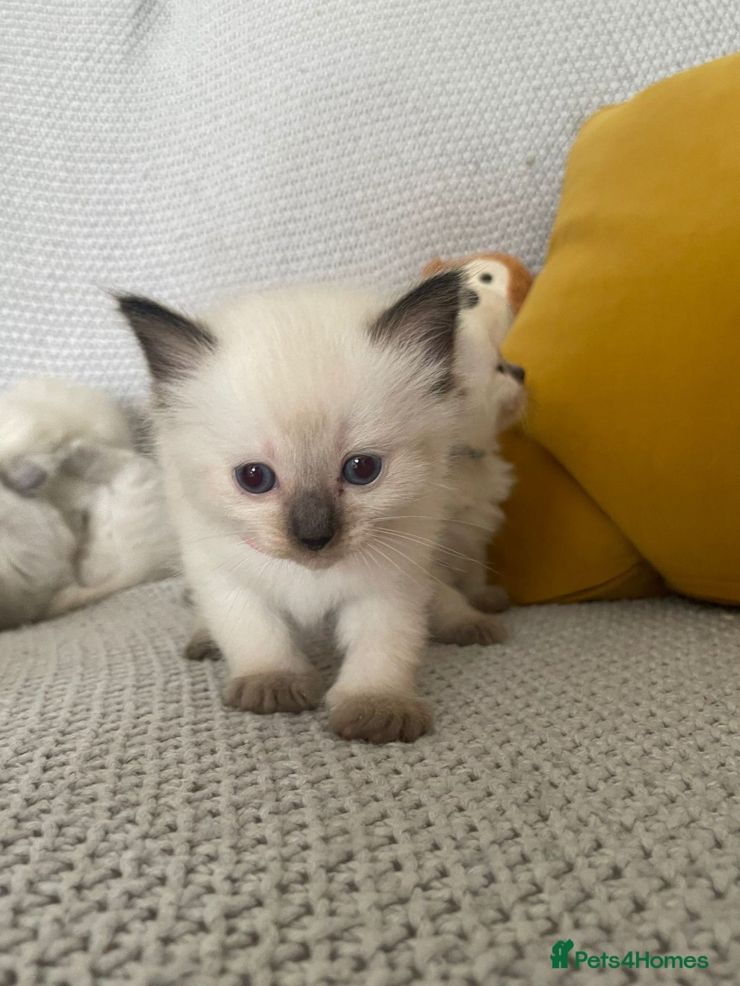Ragdoll cats for sale: GCCF Ragdoll Kittens - Image 23