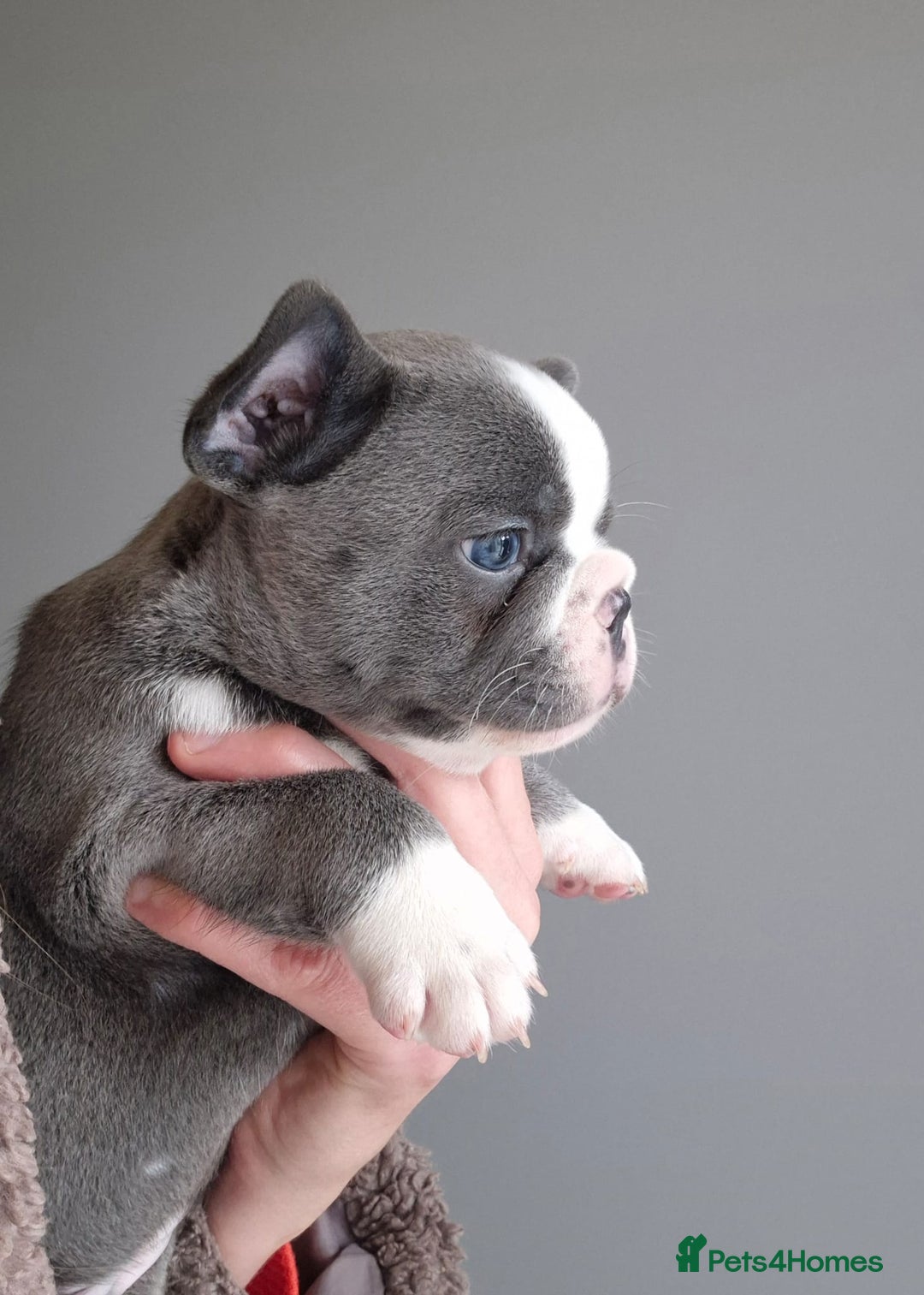 French Bulldog dogs for sale: Husky Panda Koi Frenchie = last 3 ready next week - Image 5