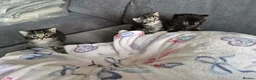 British Longhair cats for sale: 3 gorgeous kittens for sale  - Advert 3