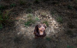Cocker Spaniel dogs for stud: Chocolate and Tan Cocker Spaniel At Stud - Image 2