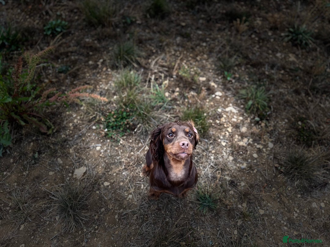 Cocker Spaniel dogs for stud: Chocolate and Tan Cocker Spaniel At Stud - Image 2