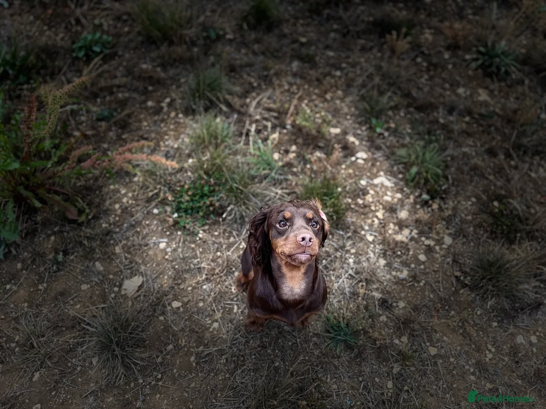 Cocker Spaniel dogs for stud: Chocolate and Tan Cocker Spaniel At Stud - Advert 2