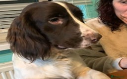 English Springer Spaniel dogs for stud: KC registered English Springer Spaniel for stud in Lydney - Image 2