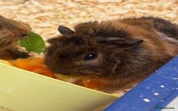 Guinea Pig rodents for sale: Two bonded male guinea pigs  - Image 6