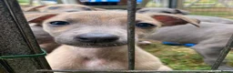 Whippet dogs for sale: Beautiful blue/brindle Whippets  - Advert 20