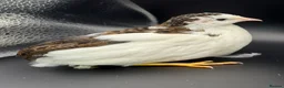 Quail poultry for sale: Chinese painted Quail hatching eggs - Advert 9