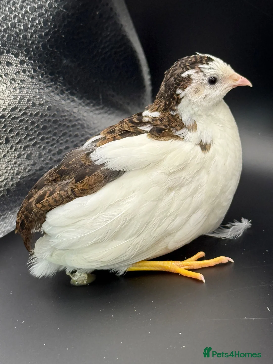 Quail poultry for sale: Chinese painted Quail hatching eggs - Advert 9