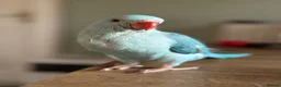 Ringnecks birds for sale: Baby Indian Ringneck Looking for a Forever Home  - Advert 2