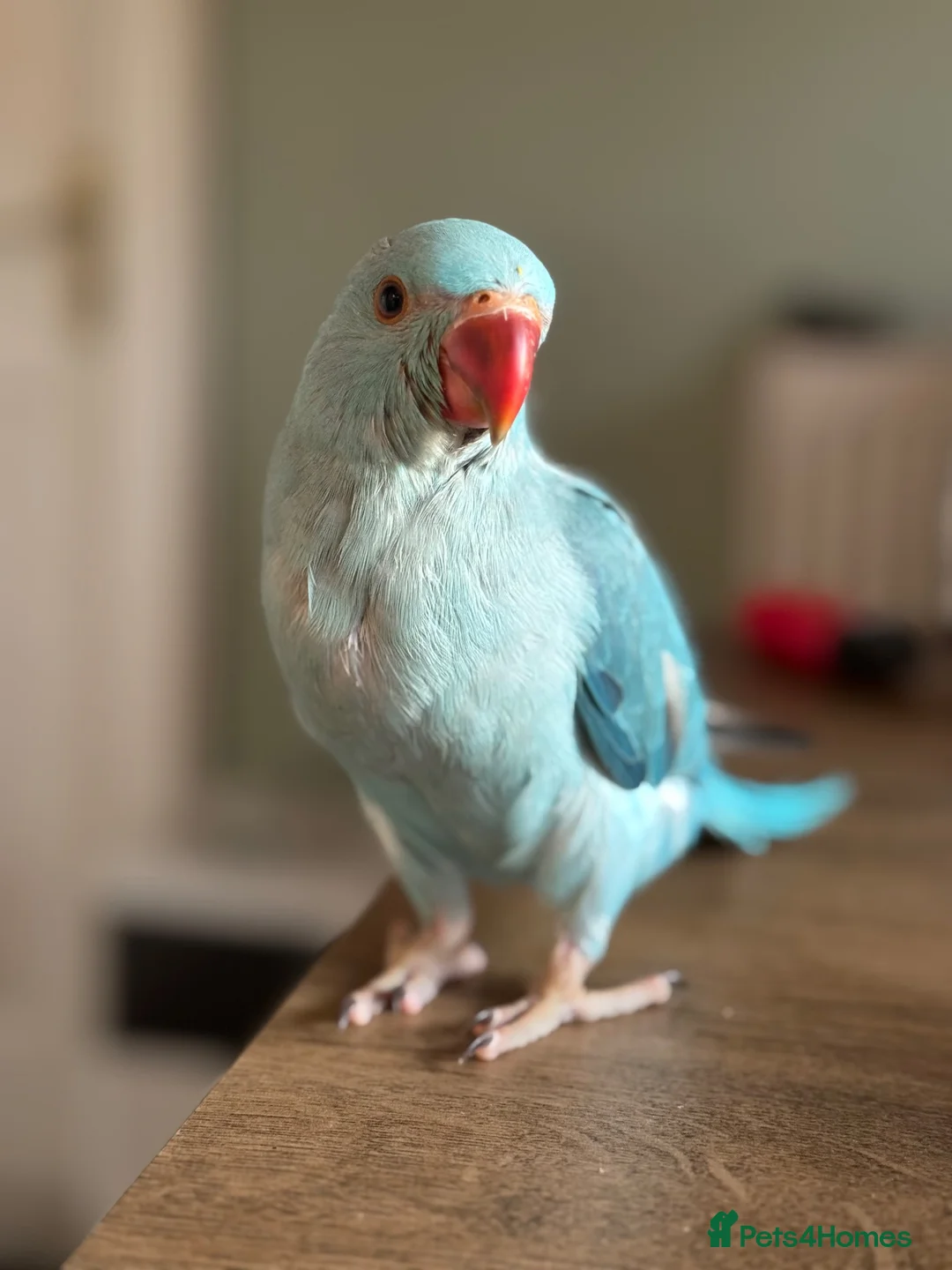 Ringnecks birds for sale: Baby Indian Ringneck Looking for a Forever Home  - Advert 2